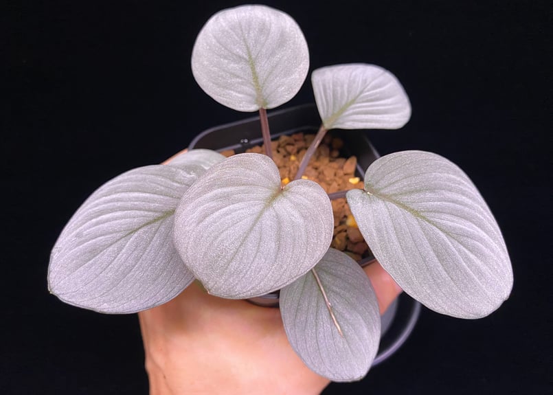 Homalomena Rec130 - K0721-f1 kzt便 | 369の杜(ミロクのもり)