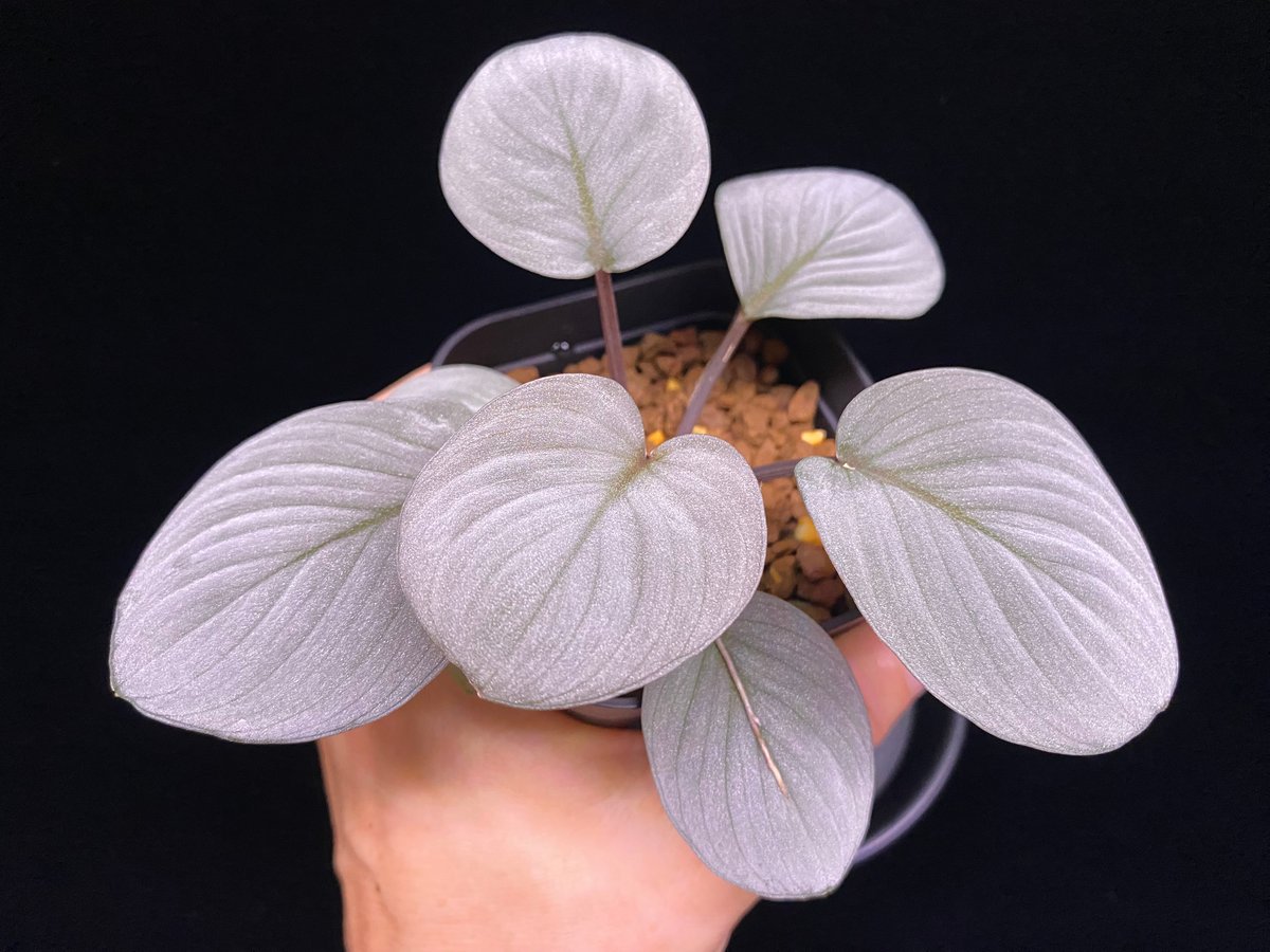 Homalomena Rec130 - K0721-f1 kzt便 | 369の杜(ミロクのもり)