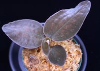 Cystorchis sp. Papuaシストーチス パプア①