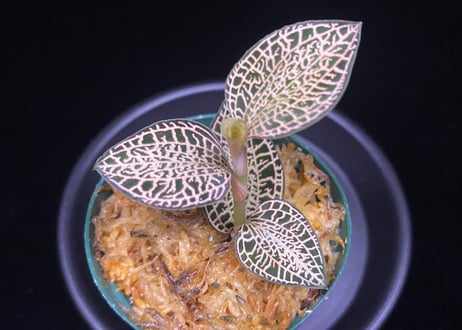 Anoectochilus roxburghii "Gold Vein Type"  アネクトキルス ロクスバーギー "ゴールドベインタイプ"①