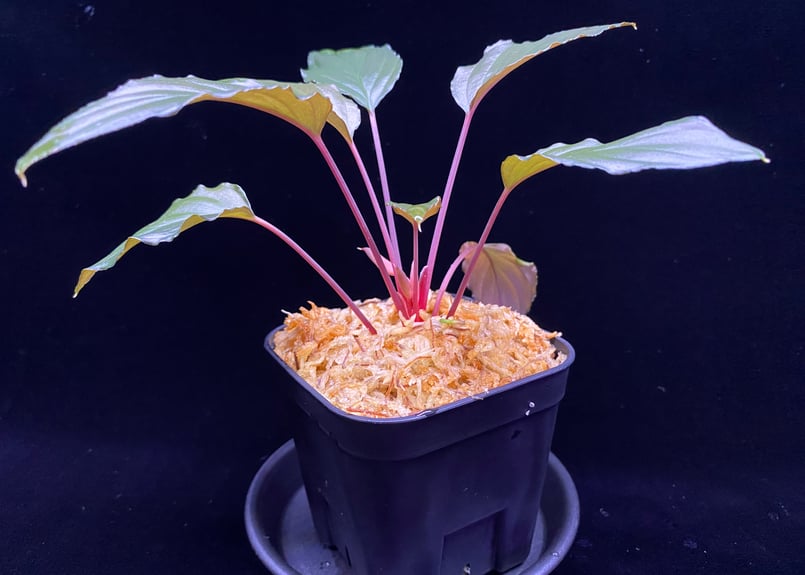 Homalomena sp from Lahat 【AZ1123-1】AZ便 | 369の杜(