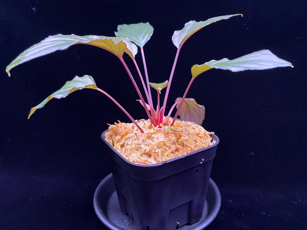 Homalomena sp from Lahat 【AZ1123-1】AZ便 | 369の杜(