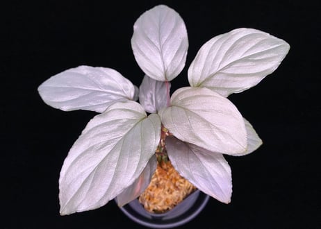 CATEGORY Homalomena | 369の杜(ミロクのもり)