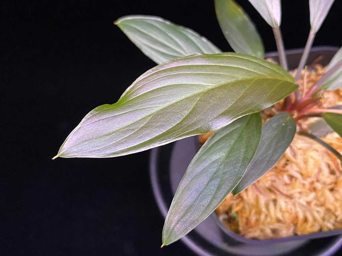 【LA0518-02】ホマロメナ Homalomena sp.“濡烏” Riau Homalomena sp. “濡烏” Riau sumatera【LA0518-02】LA便