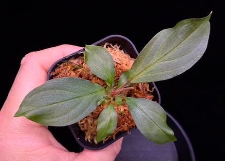第三弾　Homalomena Hybrid【M0125-f1】