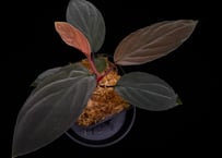 Homalomena sp. Kabupaten Landak Kalimantan Barat T-3810-2　TZ便