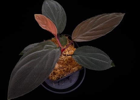 CATEGORY Homalomena | 369の杜(ミロクのもり)