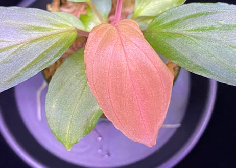 Homalomena Hybrid【M0324-f1】