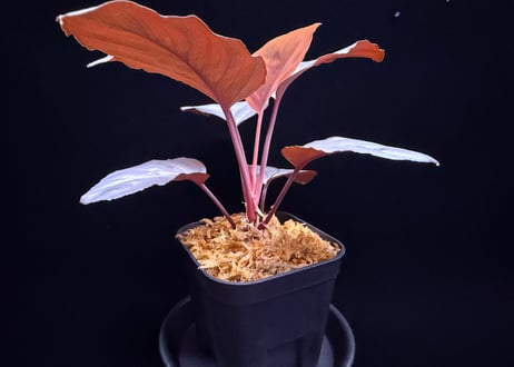 Homalomena sp. Bengkulu Sumatra T-140523 Di belakang gunung "シルバーピンクリーフ" TZ便
