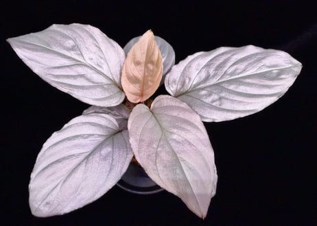 CATEGORY Homalomena | 369の杜(ミロクのもり)