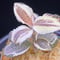 Anoectochilus sp アネクトキルスsp斑入り (小サイズ)