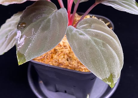 Homalomena sp "Red leaf" from Kalbar【AZ0823-2】AZ便