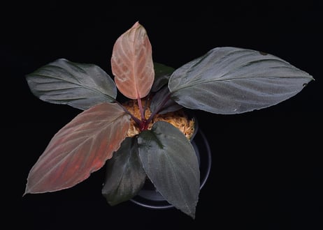 Homalomena sp. 黒錦 Sumatera Utara （本タグ付き） CATEGORY Homalomena | 369の杜(ミロクのもり)