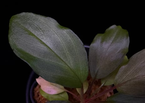 第一弾　Homalomena Hybrid【M0324-f1】