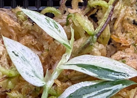 Rhaphidophora sp. "variegated" ID-250209 AU. Tapuai Kapuas hulu ID便