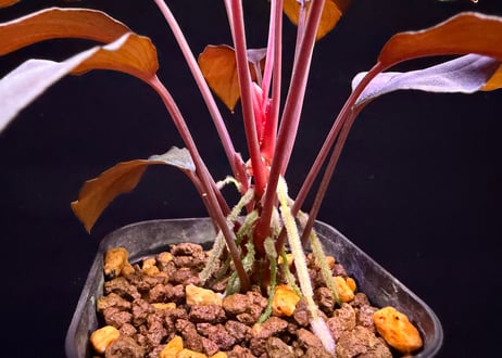 Homalomena sp. 蛇蝎　Sumatera Utara【ZOE0924-7p】トイ吉便