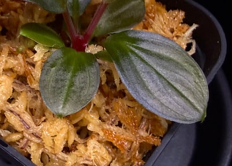 第三弾　Homalomena Hybrid【M0125-f1】