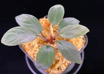 Homalomena sp 