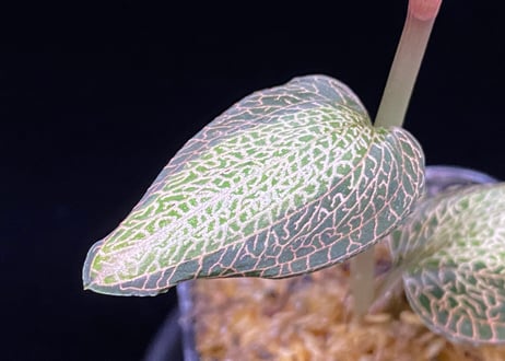 Anoectochilus roxburghi "Sunlight" アネクトキルス ロクスバーギー "サンライト"①