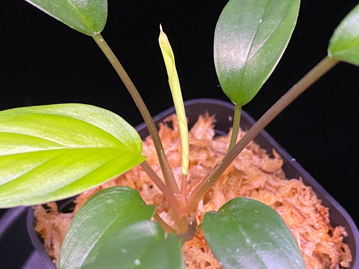 Homalomena sp. Aceh Selatan3 TB便　正規タグ付き fit=scale-down,w=1200