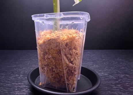 Monstera borsigiana whitetiger halfmoon