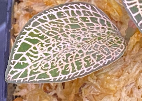 Anoectochilus roxburghii "Gold Vein Type"  アネクトキルス ロクスバーギー "ゴールドベインタイプ" (小サイズ)