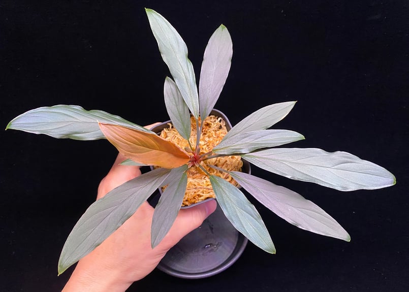 Homalomena sp. “濡烏” Riau sumatera【LA0518-02】LA便