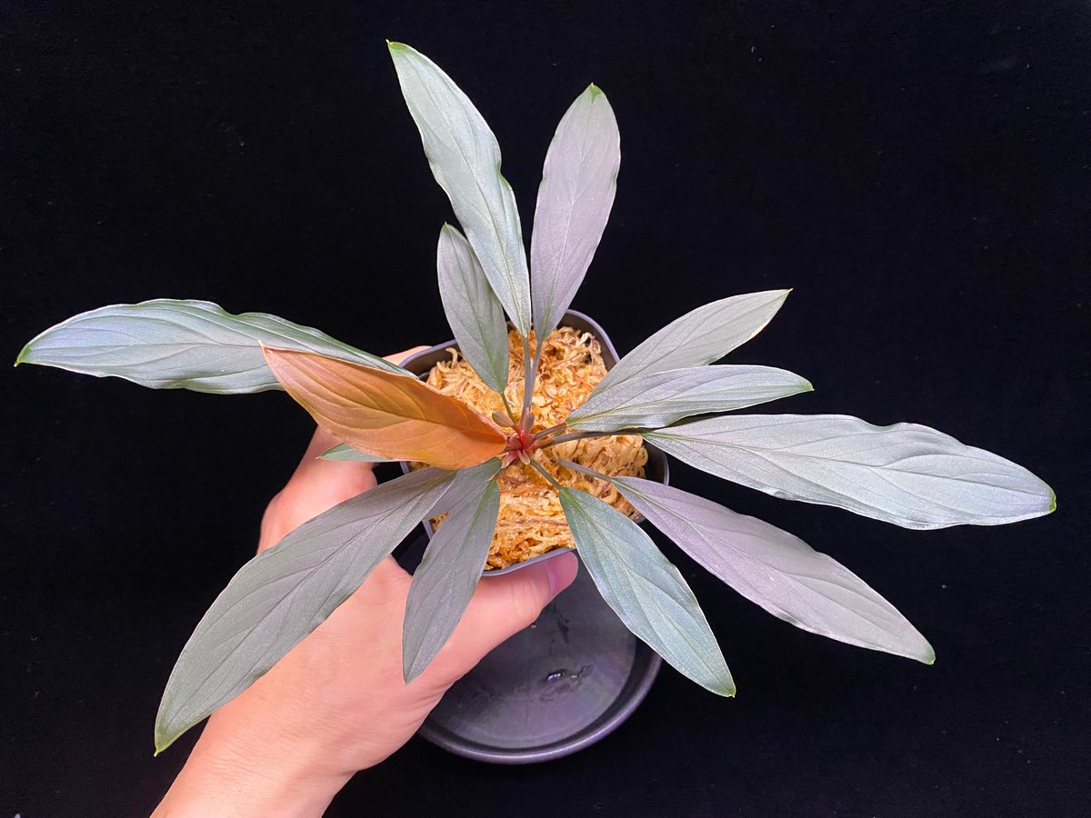 Homalomena sp. “濡烏” Riau sumatera【LA0518-02】LA便