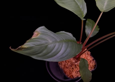 Schismatoglottis sp."Typel"BNN from Sibolga timur【AZ0225-9】AZ便
