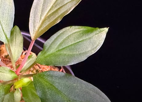 第三弾　Homalomena Hybrid【M0125-f1】