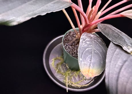 bucephalandra sp. dark achilles ブセファランドラ ダークアキレス