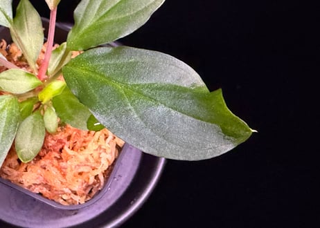 第三弾　Homalomena Hybrid【M0125-f1】