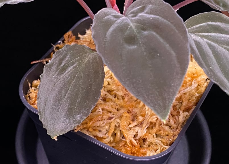 Homalomena aff. vitifolius 赤備 大きめ 特選株 Homalomena aff. vitifolius 赤備 大きめ 特選株