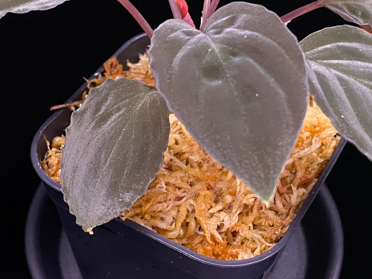 Homalomena sp.\"黒閃\"from kapuas【AZ0819-2】 Homalomena sp. 黒閃 from kapuas【AZ0819-2】