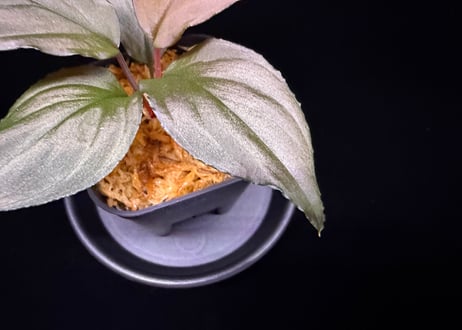 Homalomena sp. 黒錦　Sumatera Utara【ZOE0225-2p】