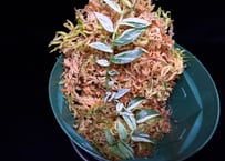 Rhaphidophora sp. "variegated" ID-250209 AU. Tapuai Kapuas hulu ID便