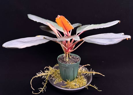 bucephalandra sp. dark achilles ブセファランドラ ダークアキレス