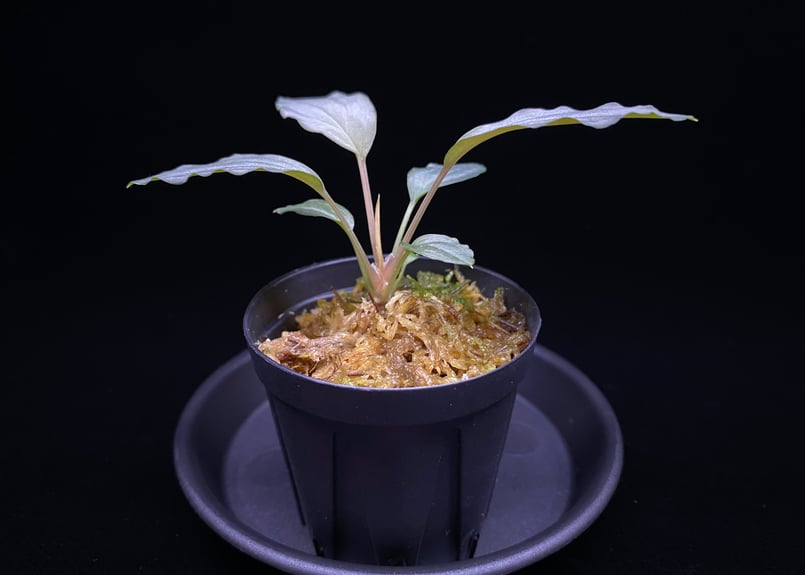 Homalomena sp. \"Black Velvet\" [KN便] 大きめ 専用 Homalomena sp. 