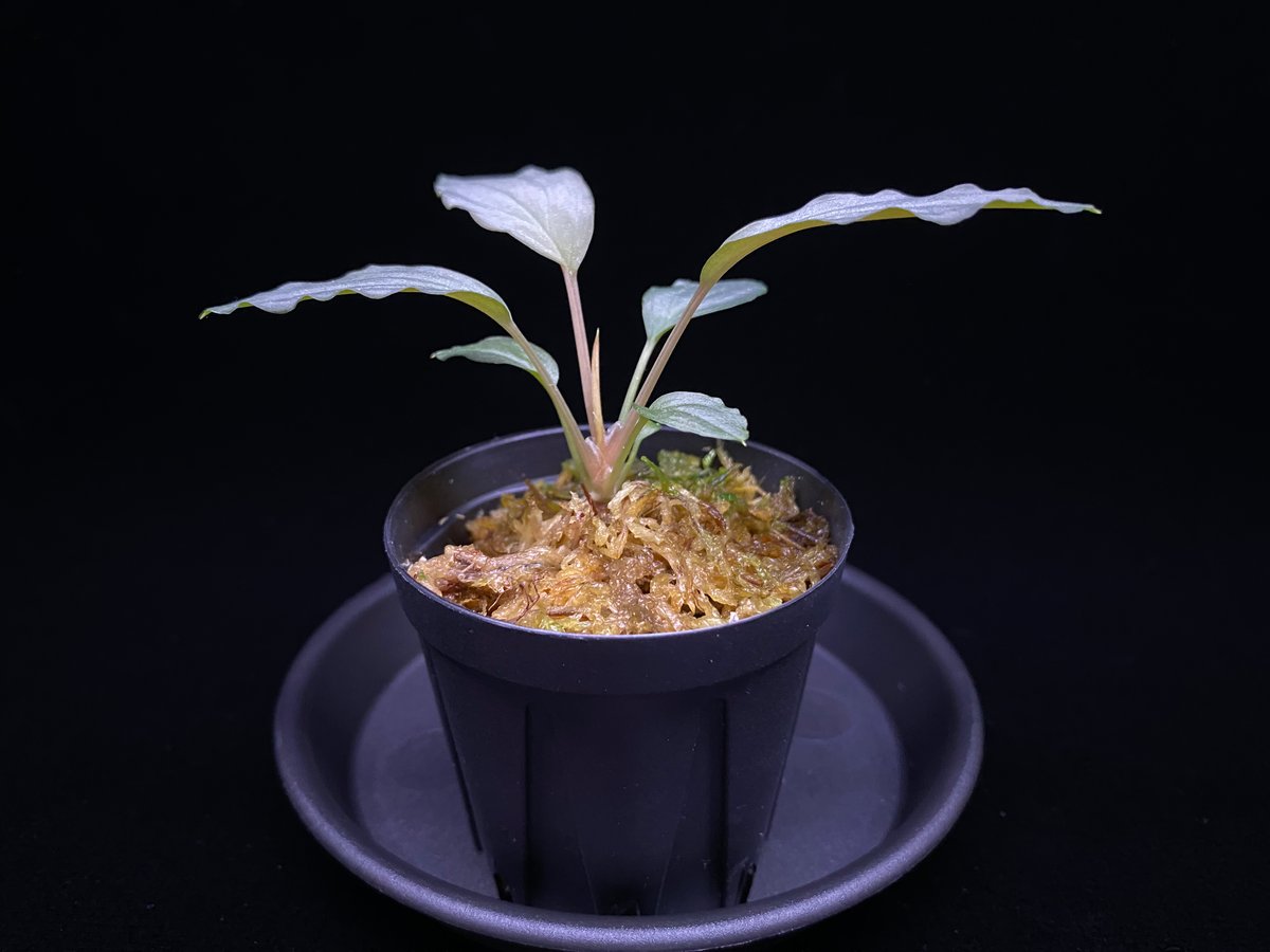 Homalomena sp. Sapphire Velvet KN便 ホマロメナ Homalomena sp Sapphire Velvet KN便 ホマロメナ｜Yahoo!フリマ