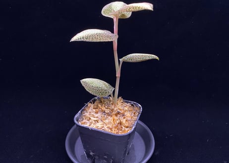 Anoectochilus roxburghi "Sunlight" アネクトキルス ロクスバーギー "サンライト"①