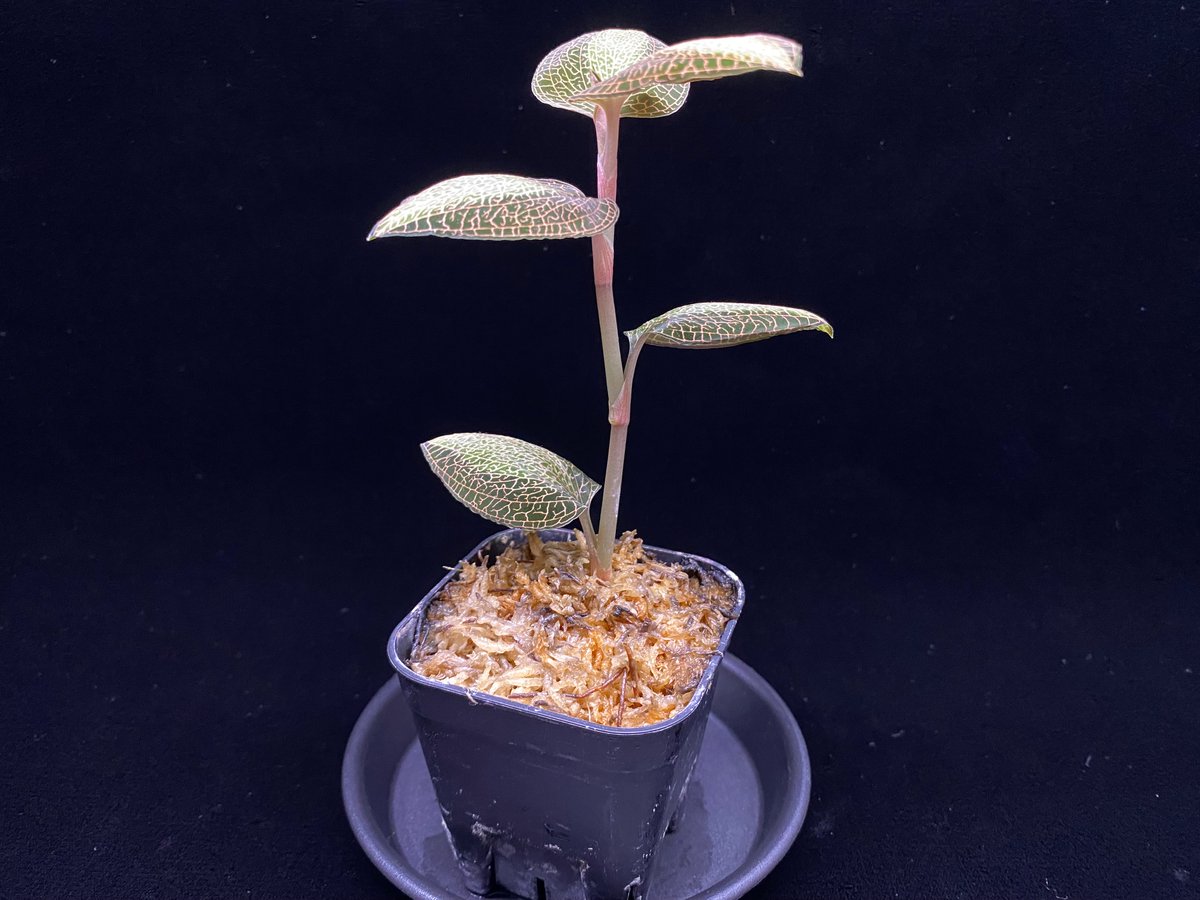 Anoectochilus roxburghi 