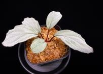 Homalomena “RGx月輪” 【LA-hyb.22-20】LA便