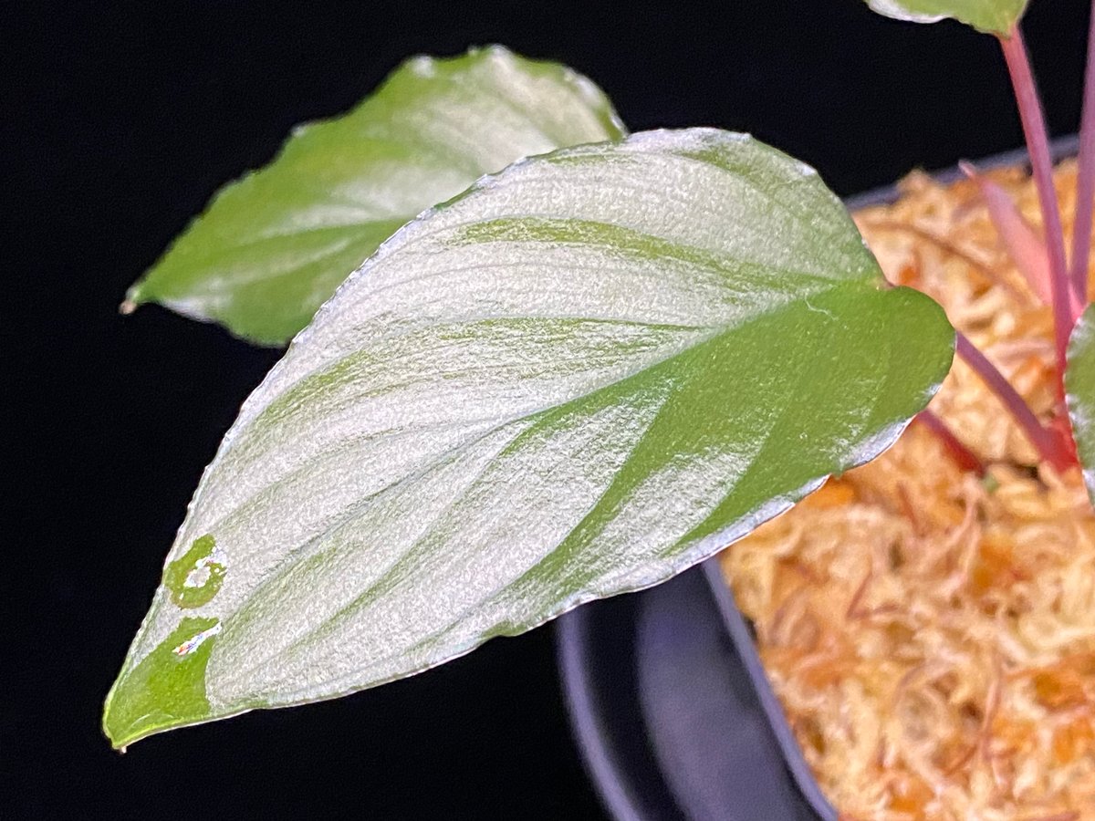 Homalomena sp from Lahat 【AZ1123-1】AZ便 | 369の杜(