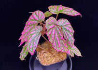 Homalomena sp Homalomena sp