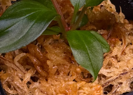 第三弾　Homalomena Hybrid【M0125-f1】