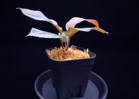 Homalomena sp. 黒錦　Sumatera Utara【ZOE0225-2p】