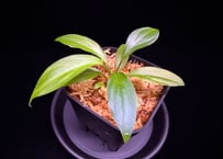 第二弾　Homalomena Hybrid【M1124-f1】