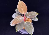 Homalomena sp. 