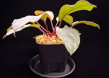 Homalomena “RGx月輪” 【LA-hyb.22-20】LA便