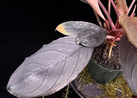 bucephalandra sp. dark achilles ブセファランドラ ダークアキレス